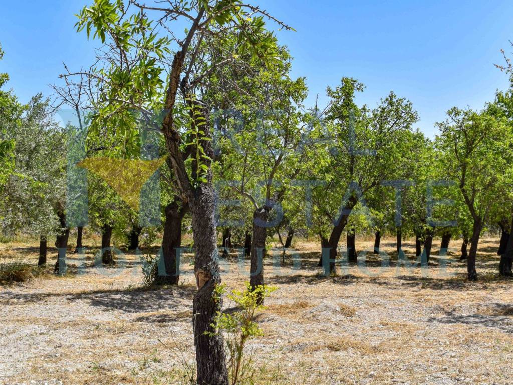 Terreno a Noto in Via Tommaso Fazello, 228 - Foto 4