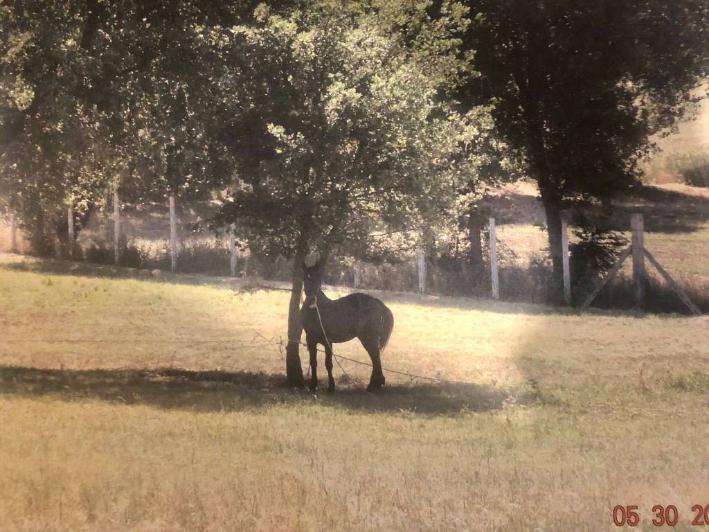 Terreno a Paliano - Foto 3