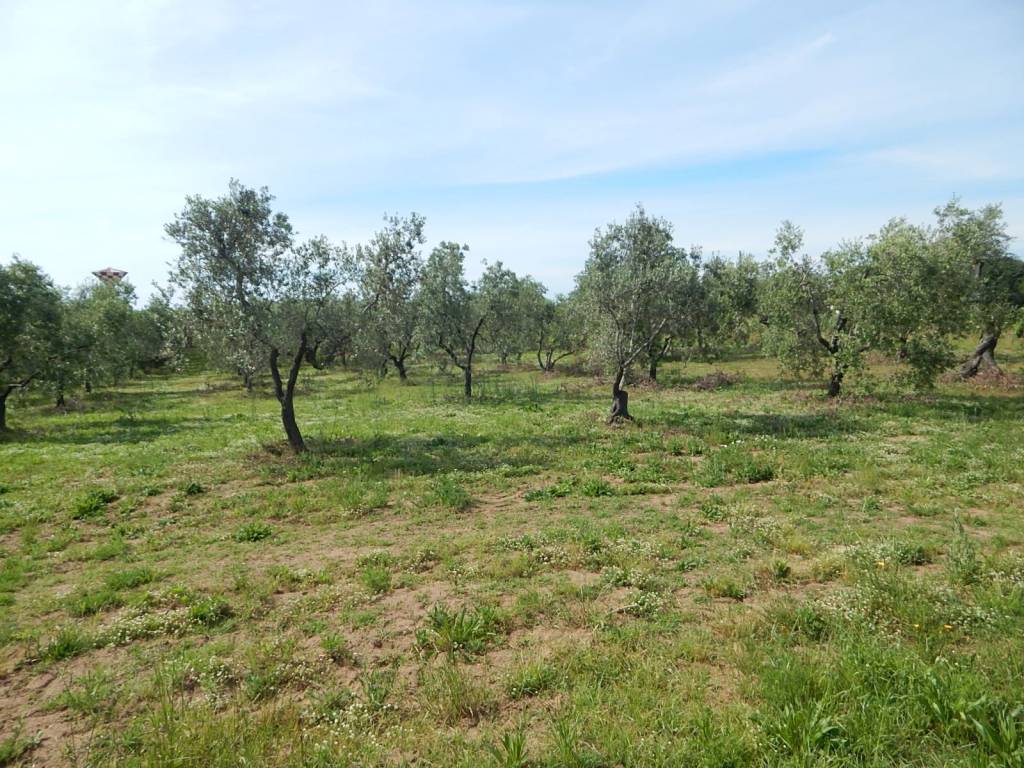 Terreno a Castagneto carducci in Strada Comunale dei Ceralti - Foto 3