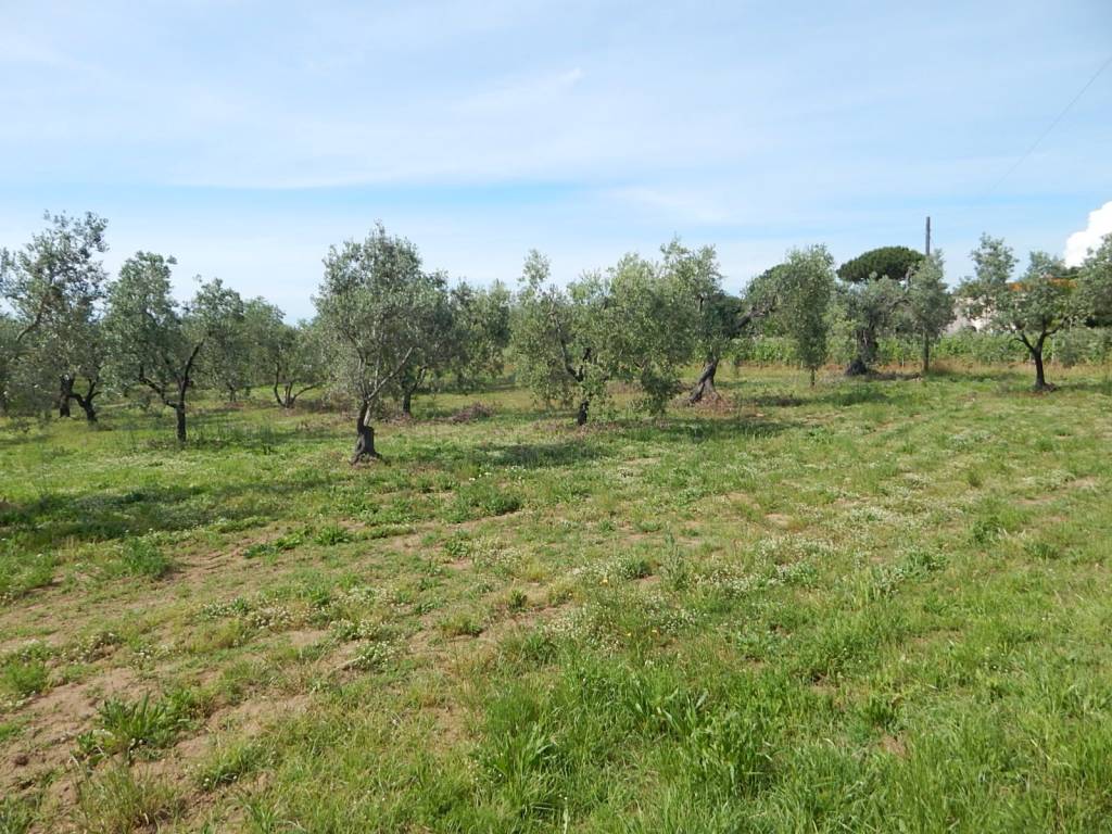 Terreno a Castagneto carducci in Strada Comunale dei Ceralti - Foto 4