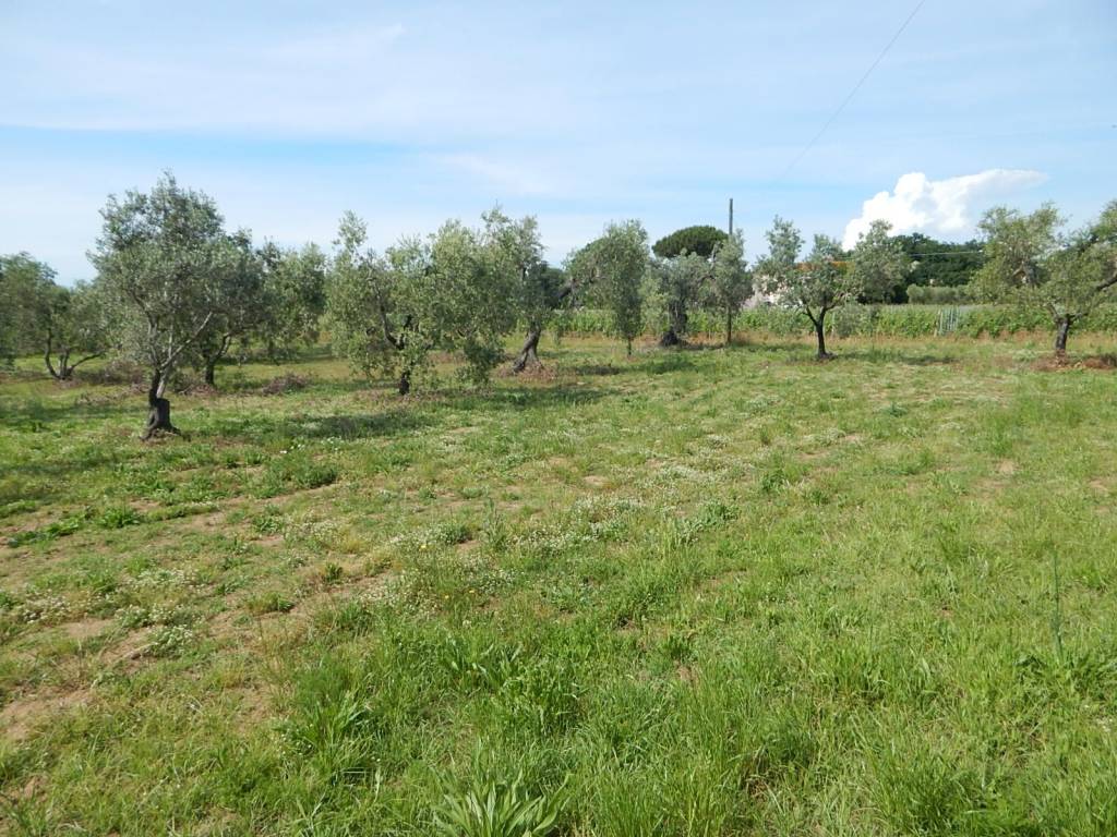 Terreno a Castagneto carducci in Strada Comunale dei Ceralti - Foto 5