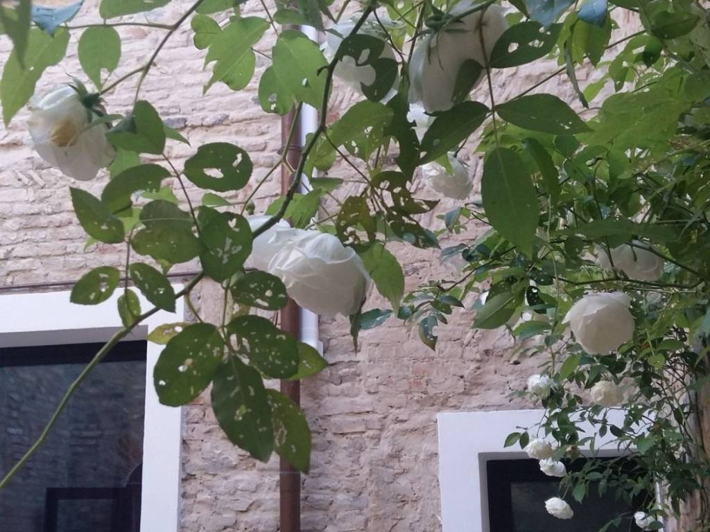 Villa a Ravenna in Via Maggiore, 30 - Foto 4