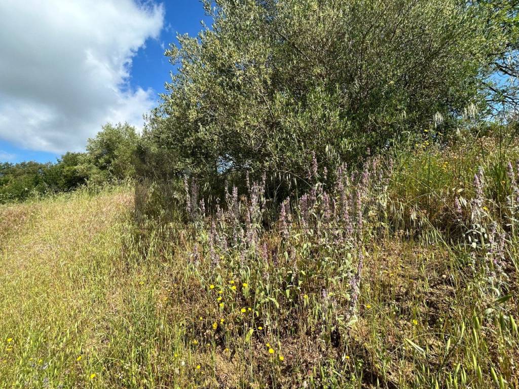 Rustico / casale a Panicale - Foto 4