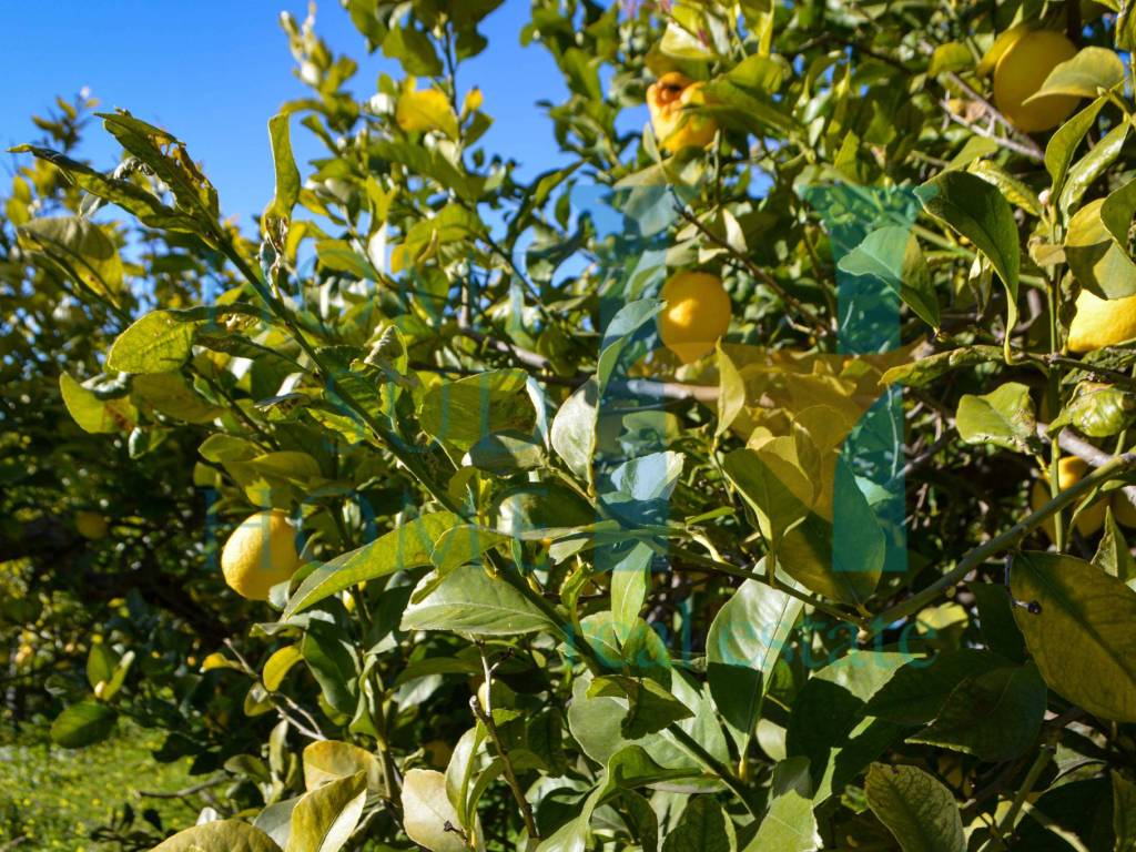 Terreno a Noto in Via Tommaso Fazello, 228 - Foto 2