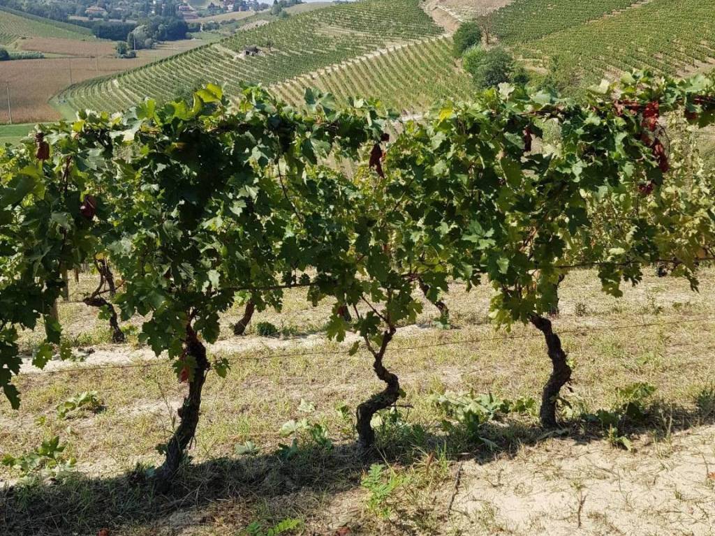 Terreno a Mongardino in Via Sant'Antonio - Foto 2