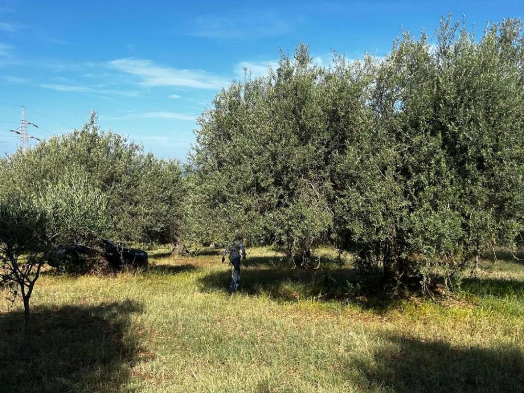 Terreno a Campofelice di roccella in Contrada Roselle - Foto 3