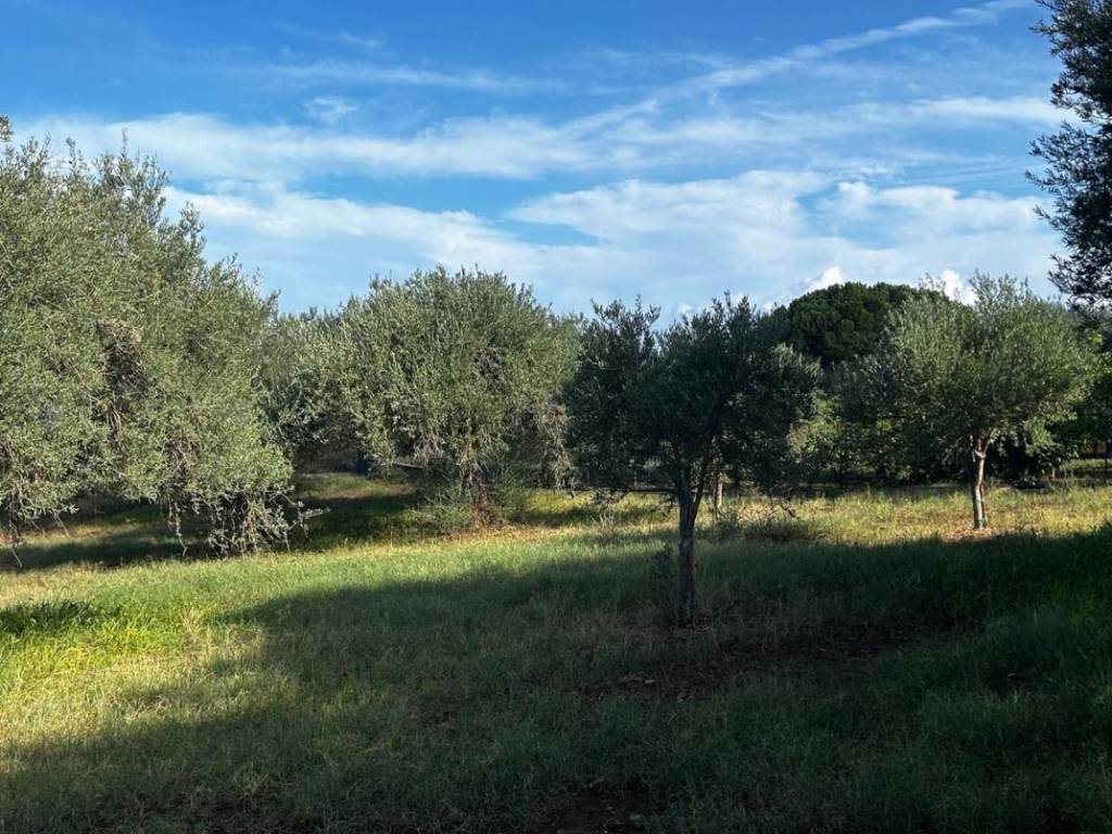 Terreno a Campofelice di roccella in Contrada Roselle - Foto 5
