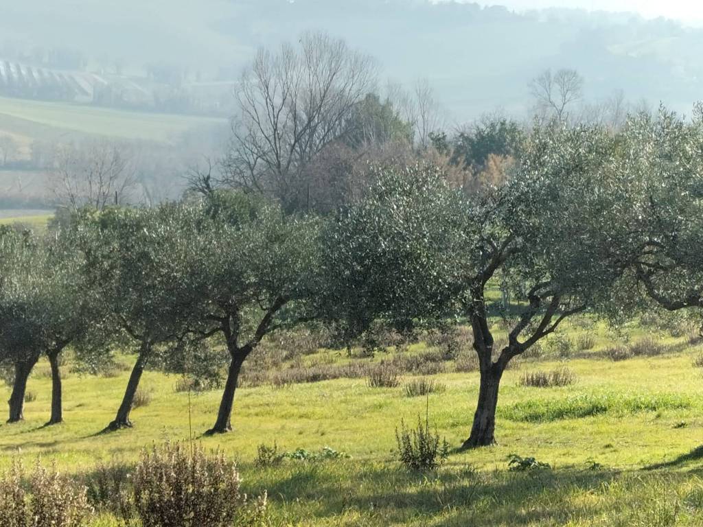 Terreno a Chiaravalle in Via Grancetta - Foto 3