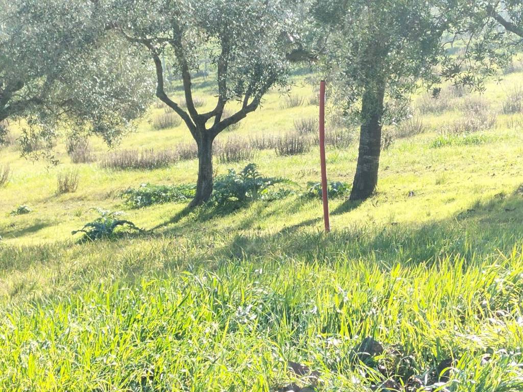 Terreno a Chiaravalle in Via Grancetta - Foto 4