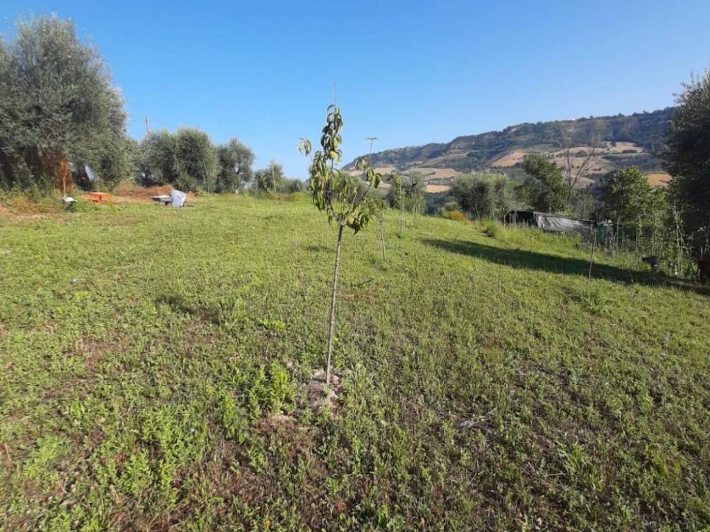 Terreno a Ripatransone in Contrada Visciola - Foto 2