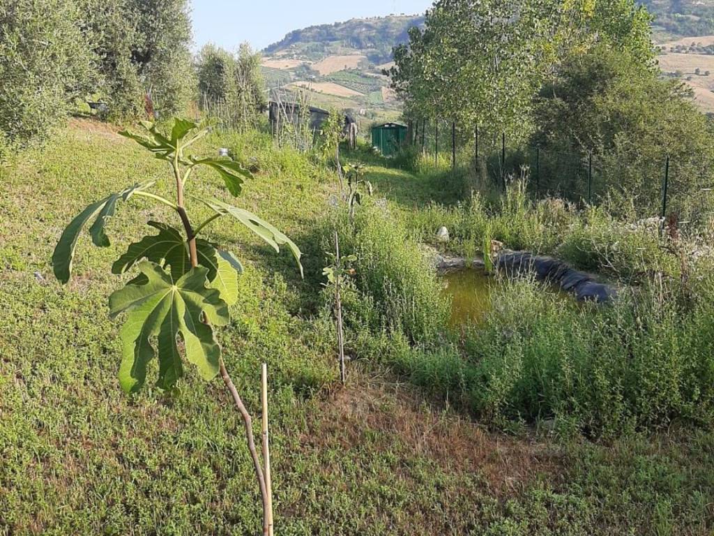Terreno a Ripatransone in Contrada Visciola - Foto 3
