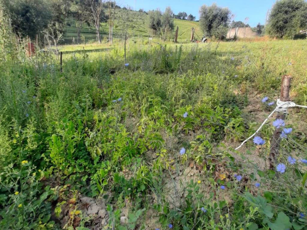 Terreno a Ripatransone in Contrada Visciola - Foto 4