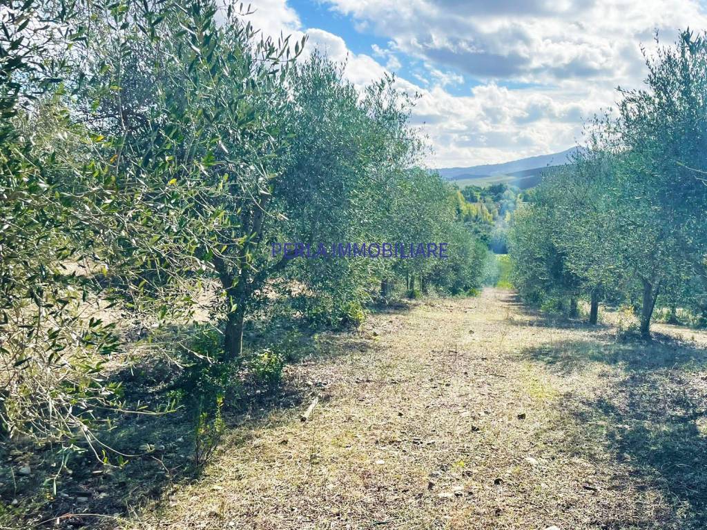 Rustico / casale a Cinigiano in Località Piantaverna - Foto 5
