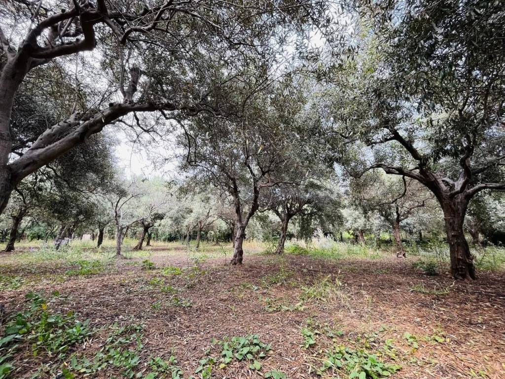 Terreno a Campofelice di roccella in Contrada Stretto - Foto 2
