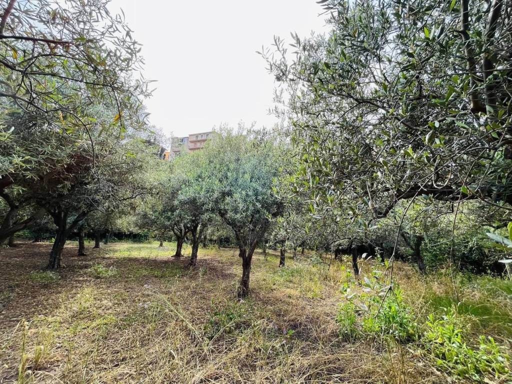 Terreno a Campofelice di roccella in Contrada Stretto - Foto 5