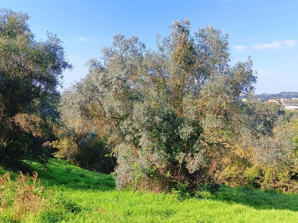 Rustico / casale a Montebuono in Vocabolo Spezzano - Foto 5