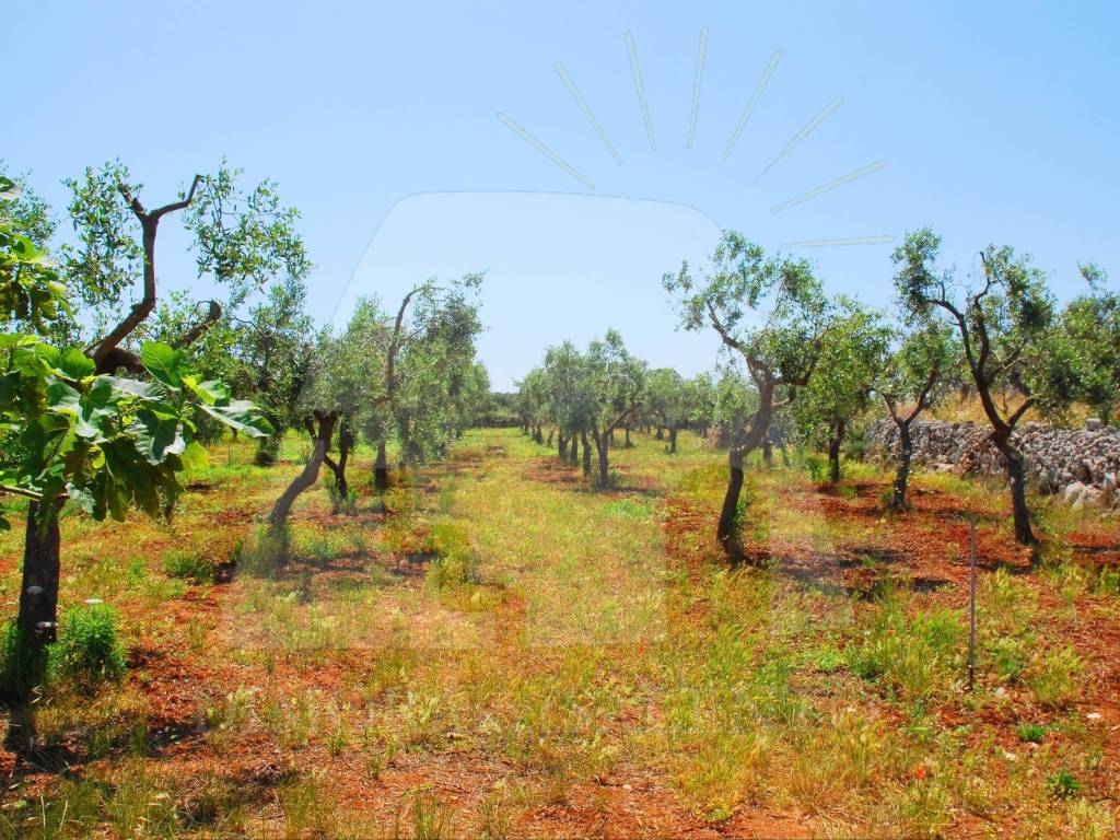 Terreno a Corsano in Strada Esterna Cazzamendola - Foto 3