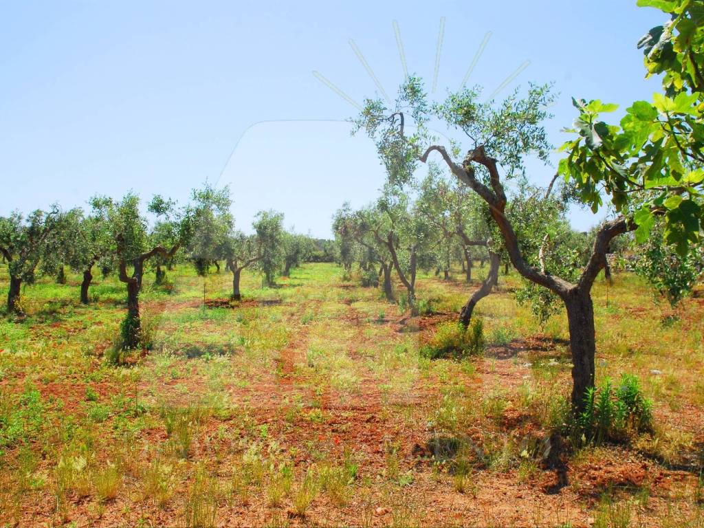 Terreno a Corsano in Strada Esterna Cazzamendola - Foto 4