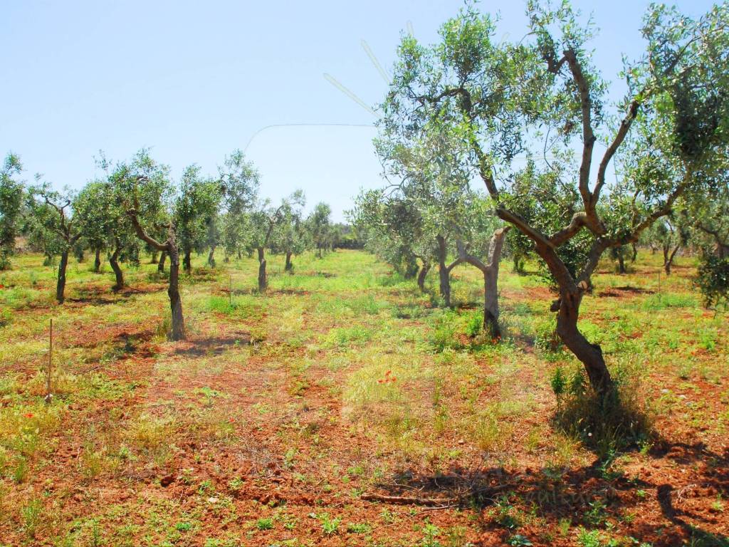 Terreno a Corsano in Strada Esterna Cazzamendola - Foto 5