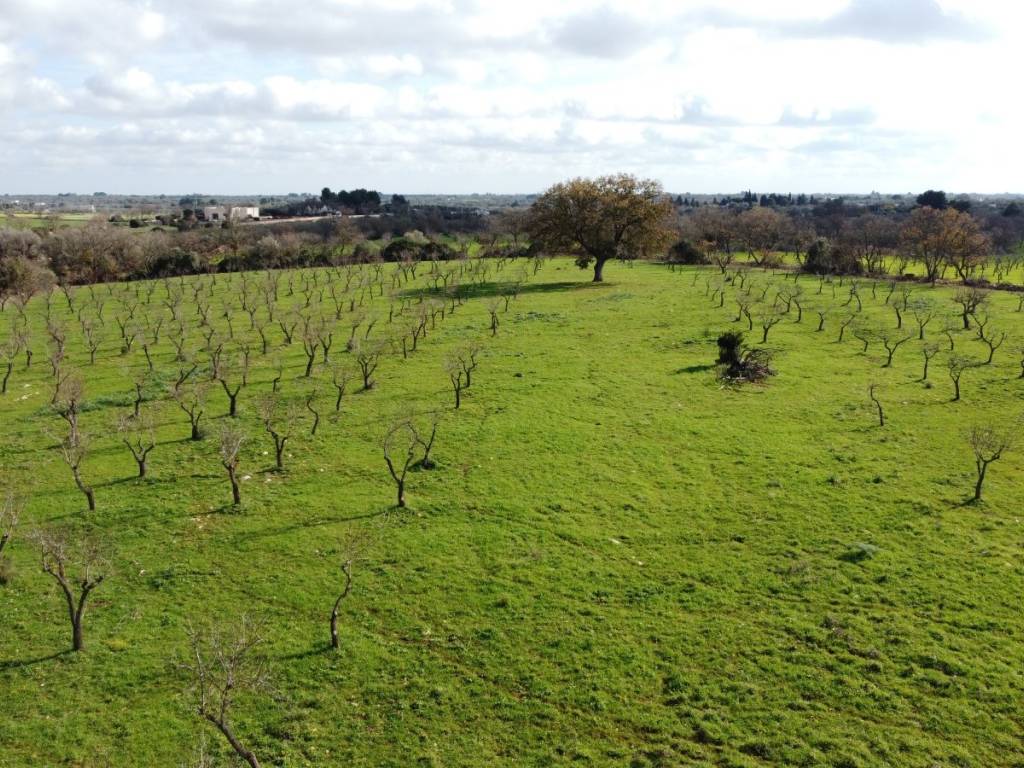 Terreno a Ostuni in Contrada Giovannarolla - Foto 2
