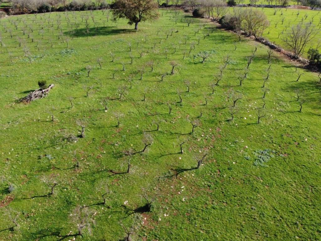 Terreno a Ostuni in Contrada Giovannarolla - Foto 5