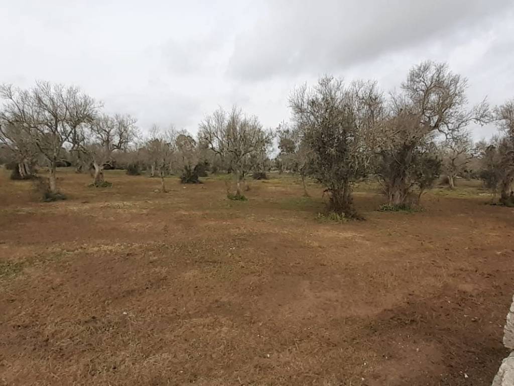 Terreno a Uggiano la chiesa in Strada Vicinale Uggiano Otranto - Foto 3