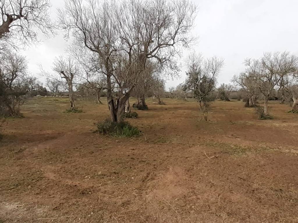 Terreno a Uggiano la chiesa in Strada Vicinale Uggiano Otranto - Foto 4