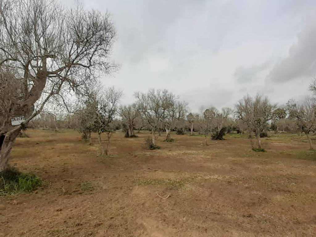 Terreno a Uggiano la chiesa in Strada Vicinale Uggiano Otranto - Foto 5