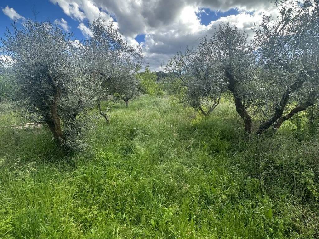 Rustico / casale a Piombino - Foto 2
