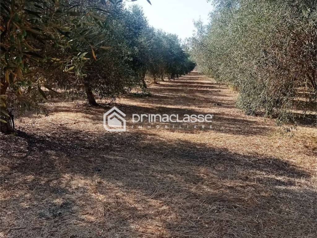 Terreno a Ispica - Foto 3