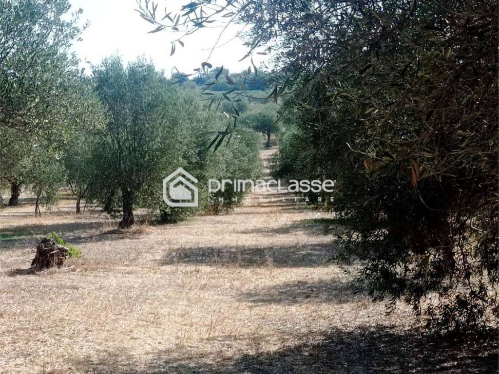 Terreno a Ispica - Foto 4