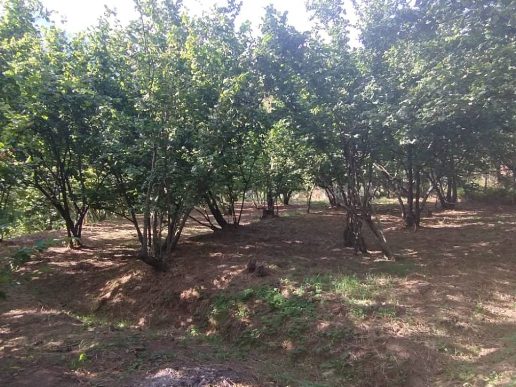 Terreno a Montecorvino rovella in Via Toriello - Foto 2