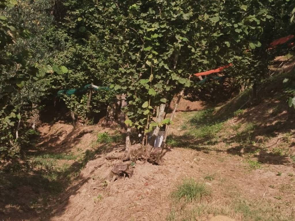 Terreno a Montecorvino rovella in Via Toriello - Foto 3