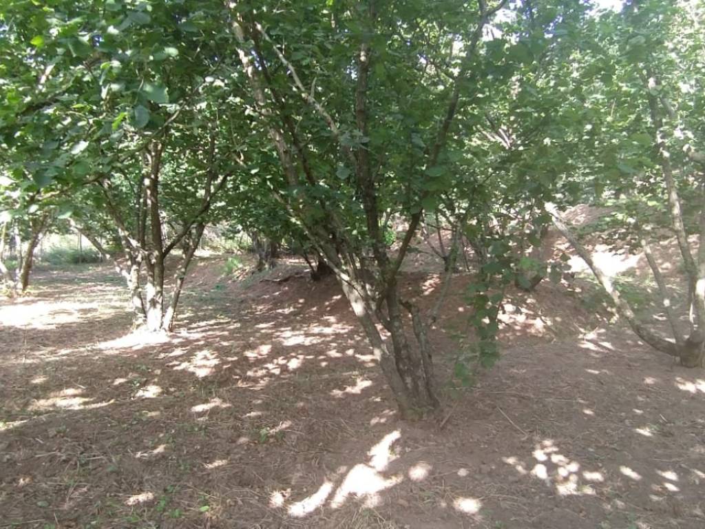 Terreno a Montecorvino rovella in Via Toriello - Foto 4