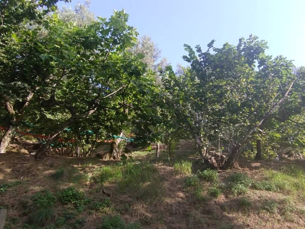 Terreno a Montecorvino rovella in Via Toriello - Foto 5