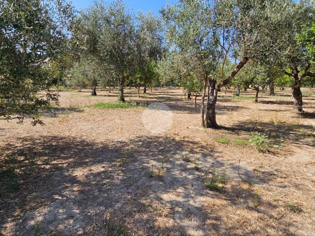 Terreno a Nardò in Via Vittorio de Sica, 12 - Foto 3