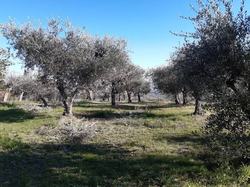 Rustico / casale a Monte roberto in Via 24 Maggio - Foto 2
