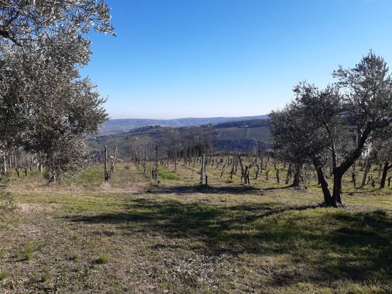Rustico / casale a Monte roberto in Via 24 Maggio - Foto 3