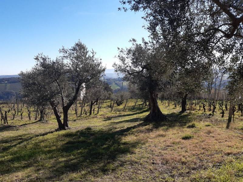 Rustico / casale a Monte roberto in Via 24 Maggio - Foto 4