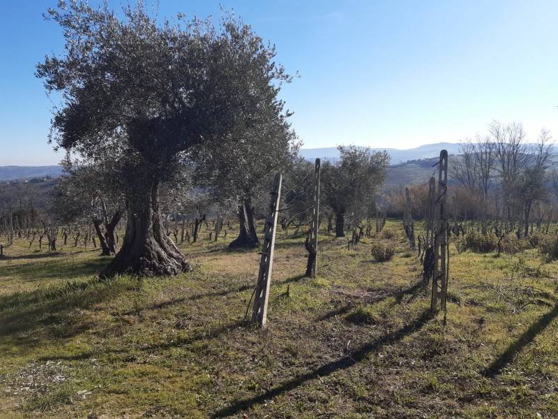 Rustico / casale a Monte roberto in Via 24 Maggio - Foto 5