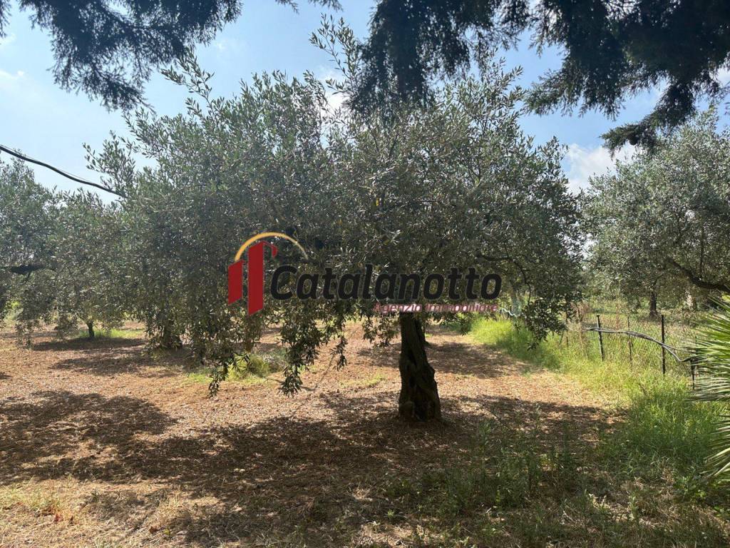 Terreno a Castelvetrano in Contrada Fontanelle - Foto 5