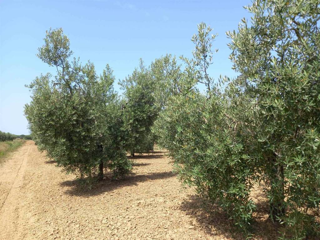 Terreno a Bibbona - Foto 2