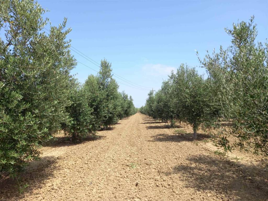 Terreno a Bibbona - Foto 3