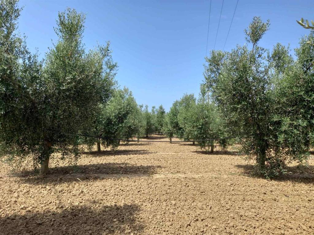 Terreno a Bibbona - Foto 4