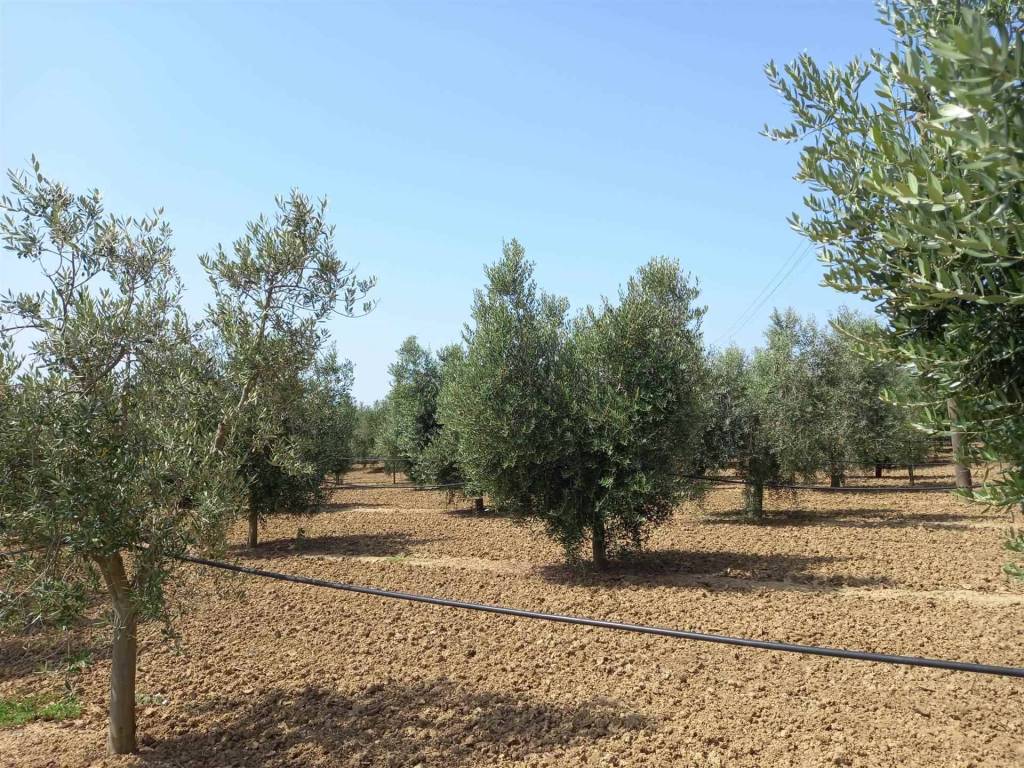 Terreno a Bibbona - Foto 5