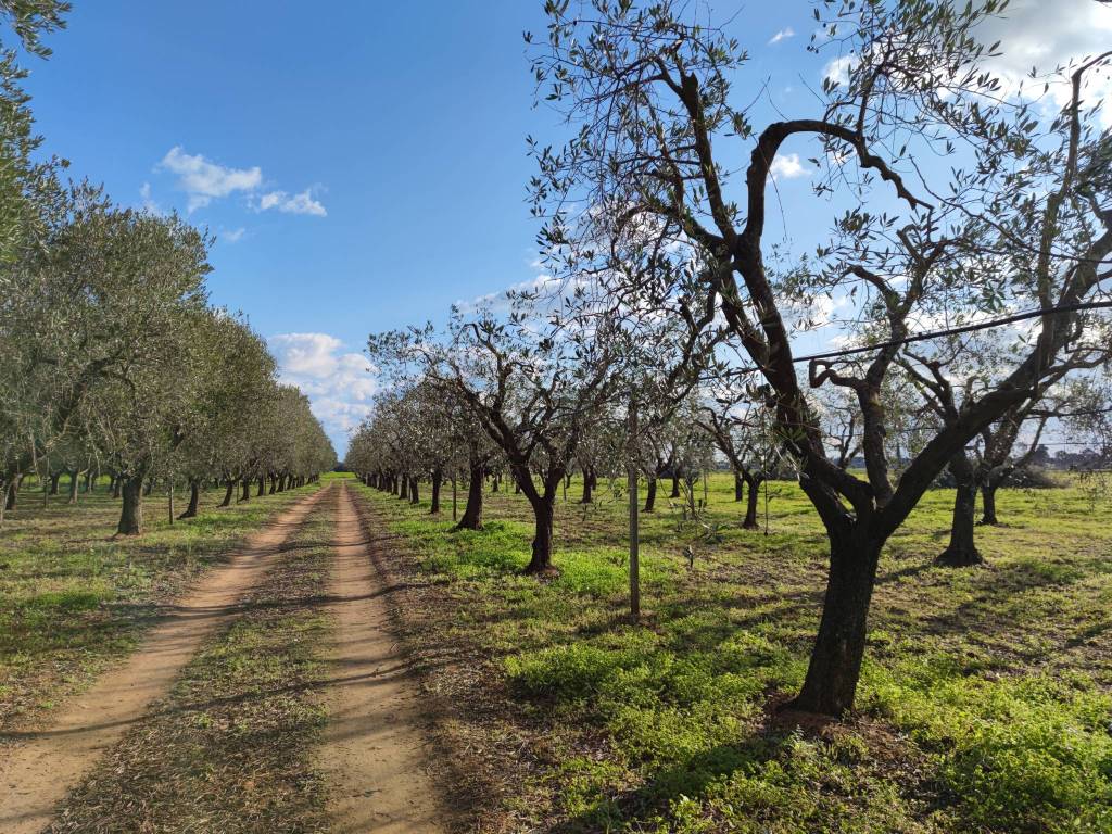 Terreno a Brindisi in Strada Statale 16 - Foto 4