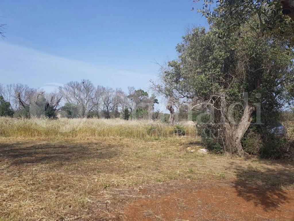 Terreno a Sannicola in contrada camastra, 0 - Foto 2