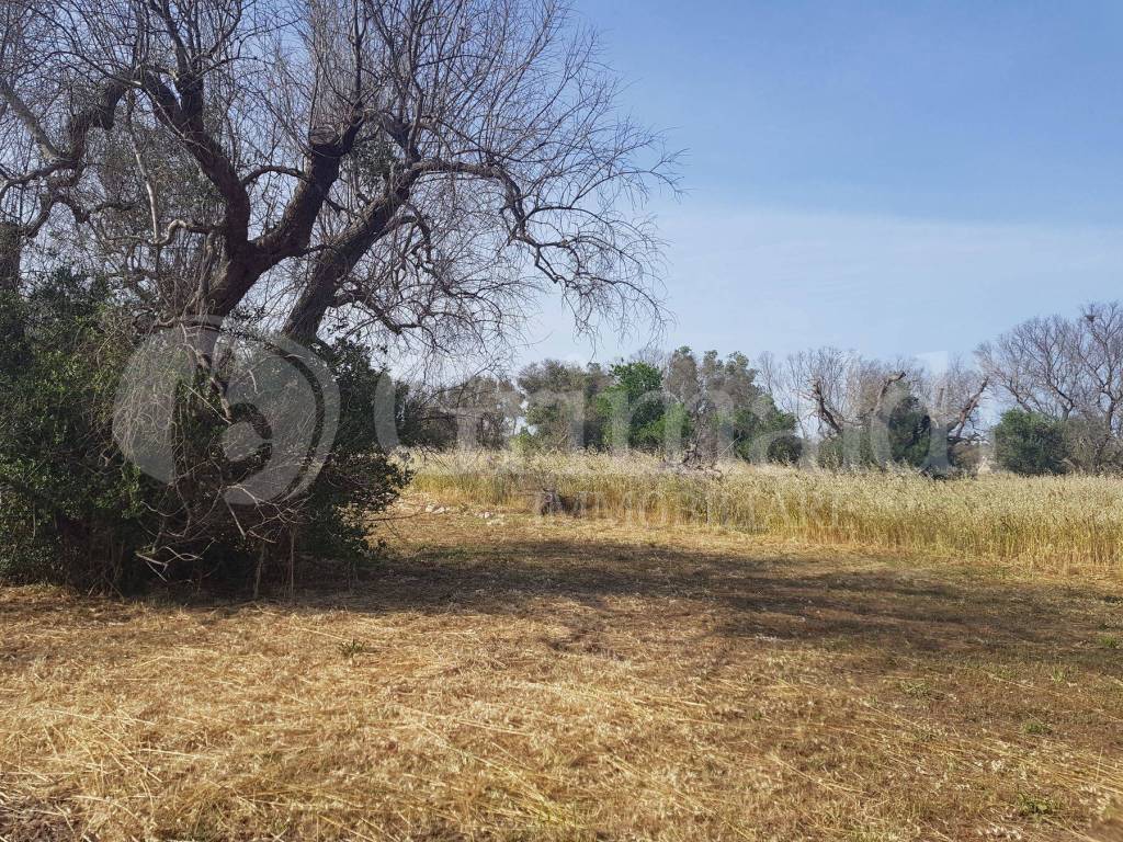Terreno a Sannicola in contrada camastra, 0 - Foto 3