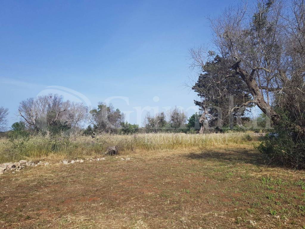 Terreno a Sannicola in contrada camastra, 0 - Foto 5