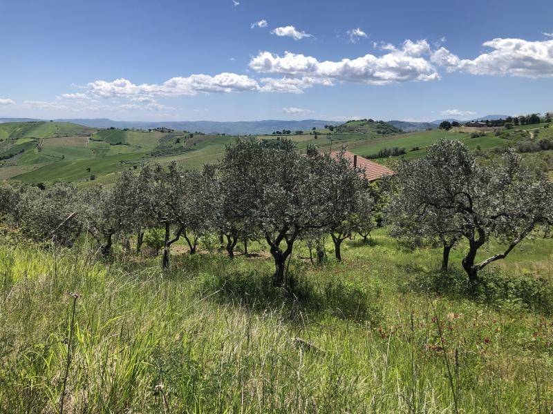 Rustico / casale a Cupello - Foto 5